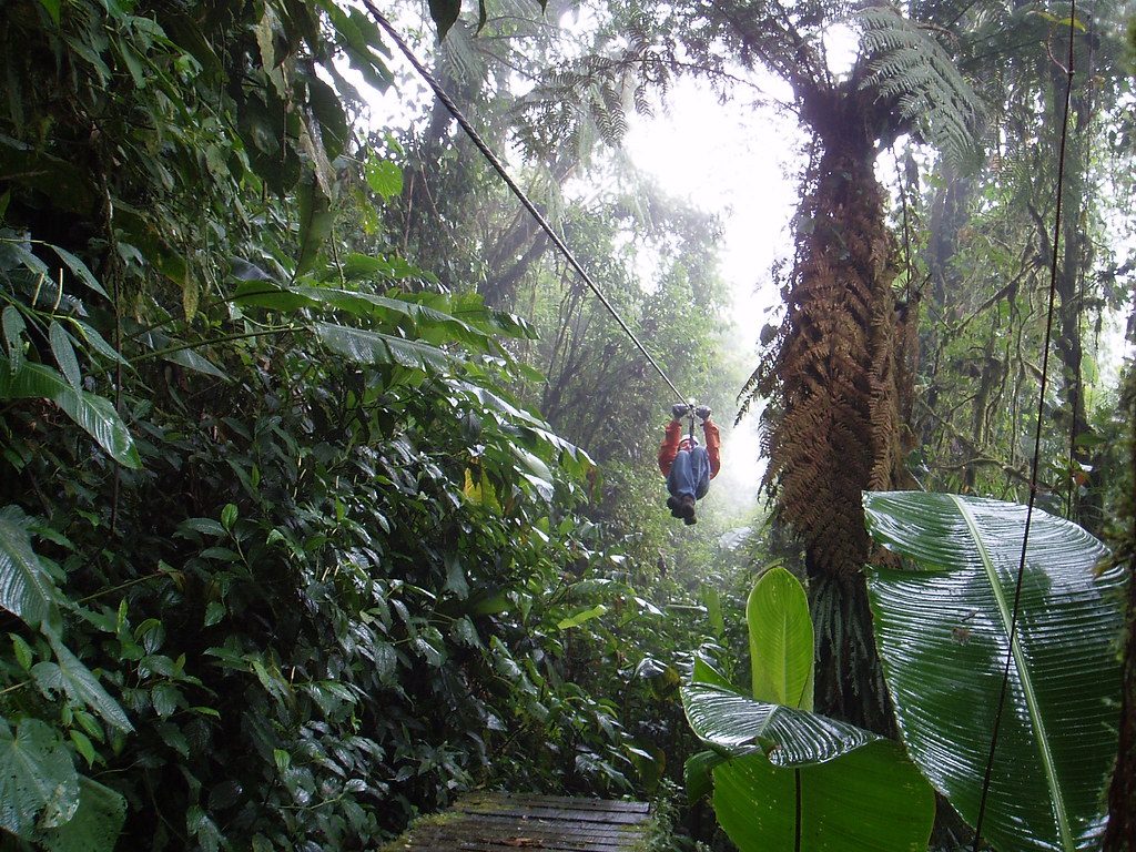 Zip-lining through the canopy