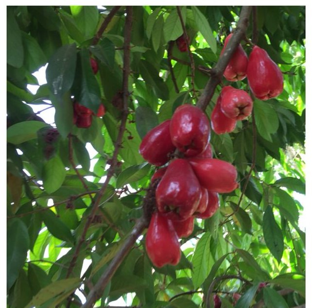 Clusters of ripe red water apples hanging from the branches of a tree among green leaves